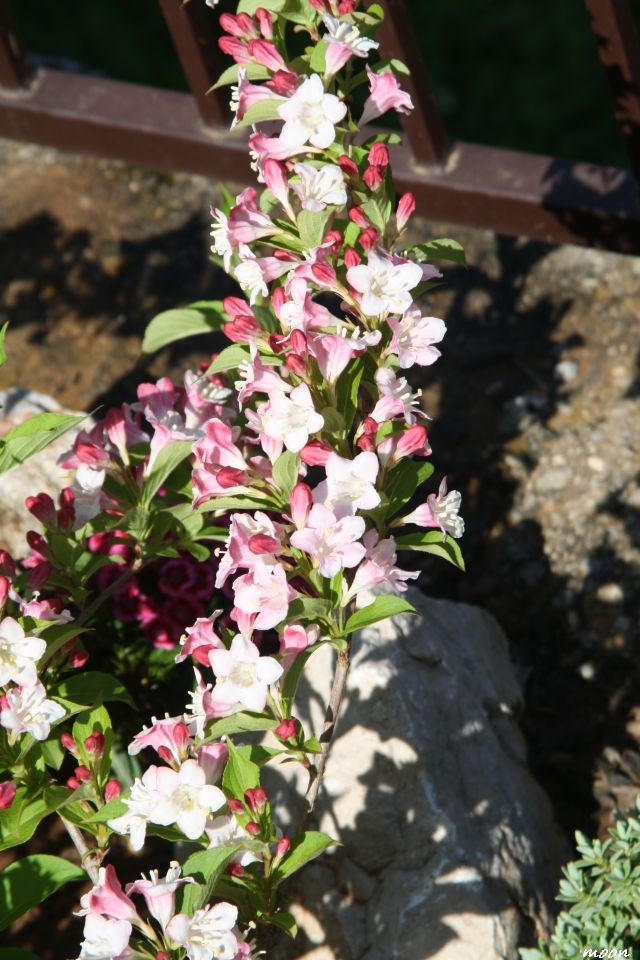 weigela rosea